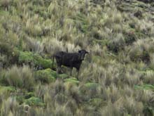Ecuador_0361_16_Vicuna_trek