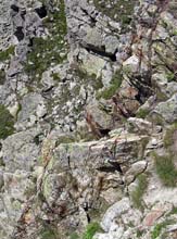 Testa_Colla_Auta_11_passo_S_Anna_reticolati