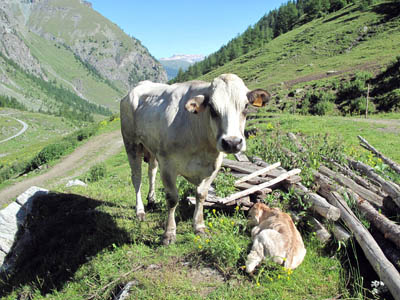 Alpe Mey