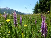 Oulx_Mad_Cotolivier_12_33