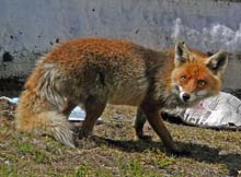 Scatta_Minoia_Arbola_Blinnenhorn_055b_Rif_Margaroli_volpe_Palmira