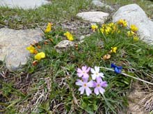 M_Palon_Q_2670_12_77_fiori